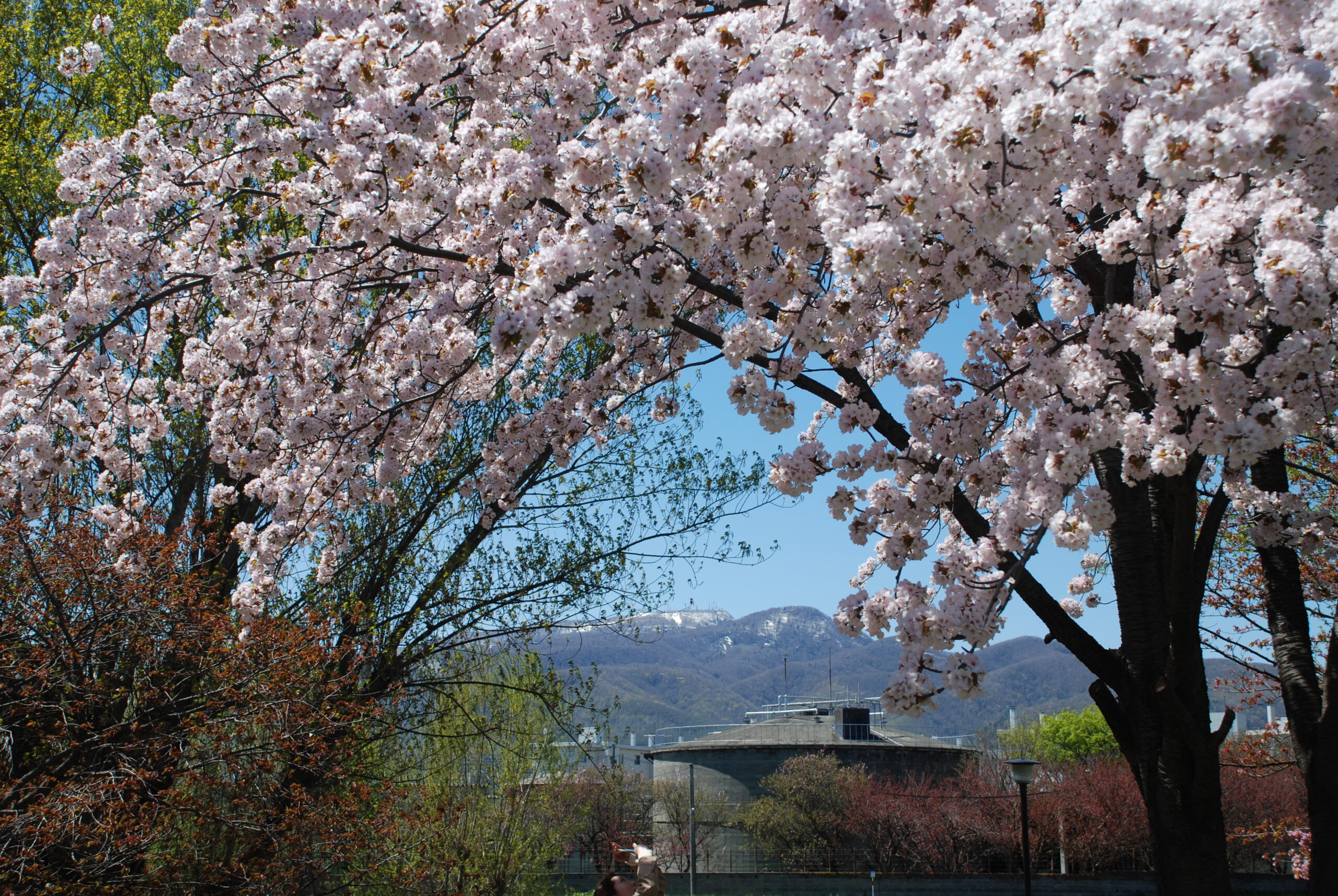 公園の桜