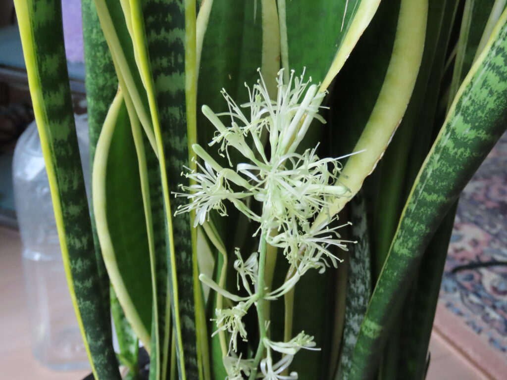 サンスベリアの花